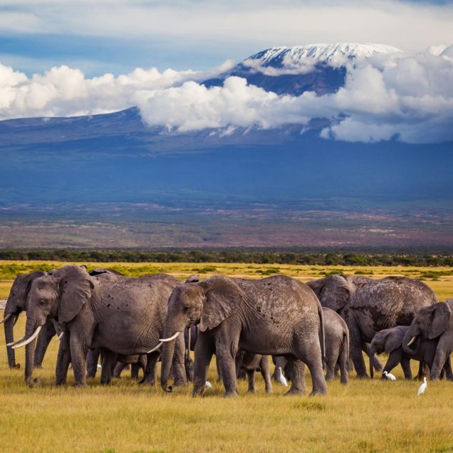 Amboseli