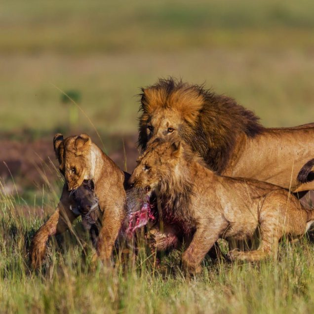 Maasai Mara