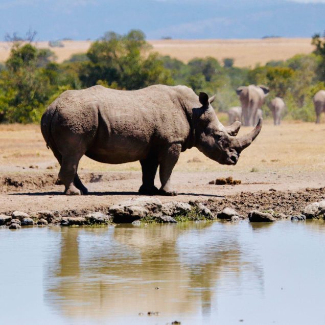 Aberdares, Mount Kenya & Ol Pejeta