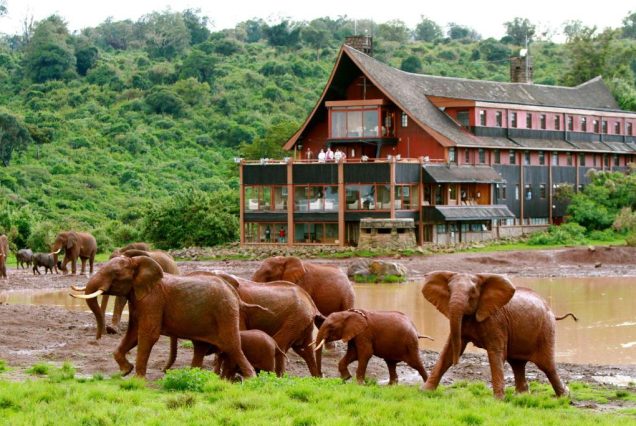 Aberdare, Mount Kenya & Ol Pejeta Self-Drive Offers