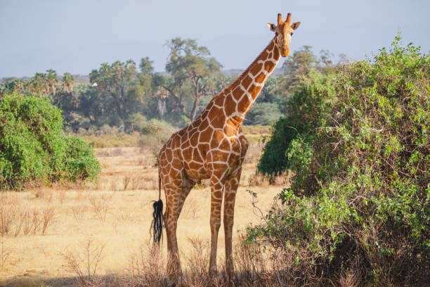3 Days Samburu Group Safari Experience