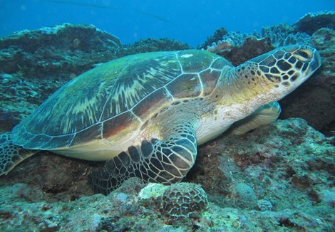 3 Days 2Nights Watamu Beach Tour