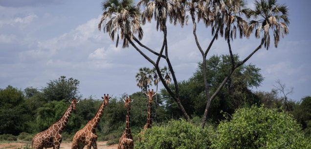Samburu