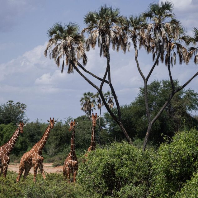Samburu