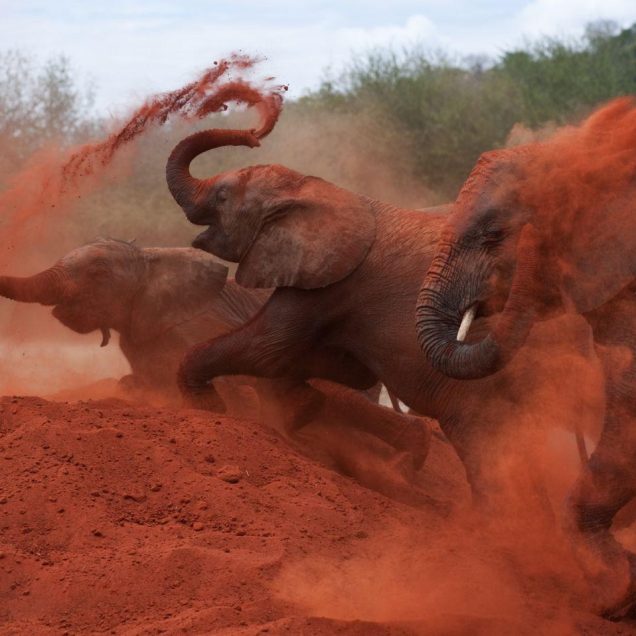 Tsavo East