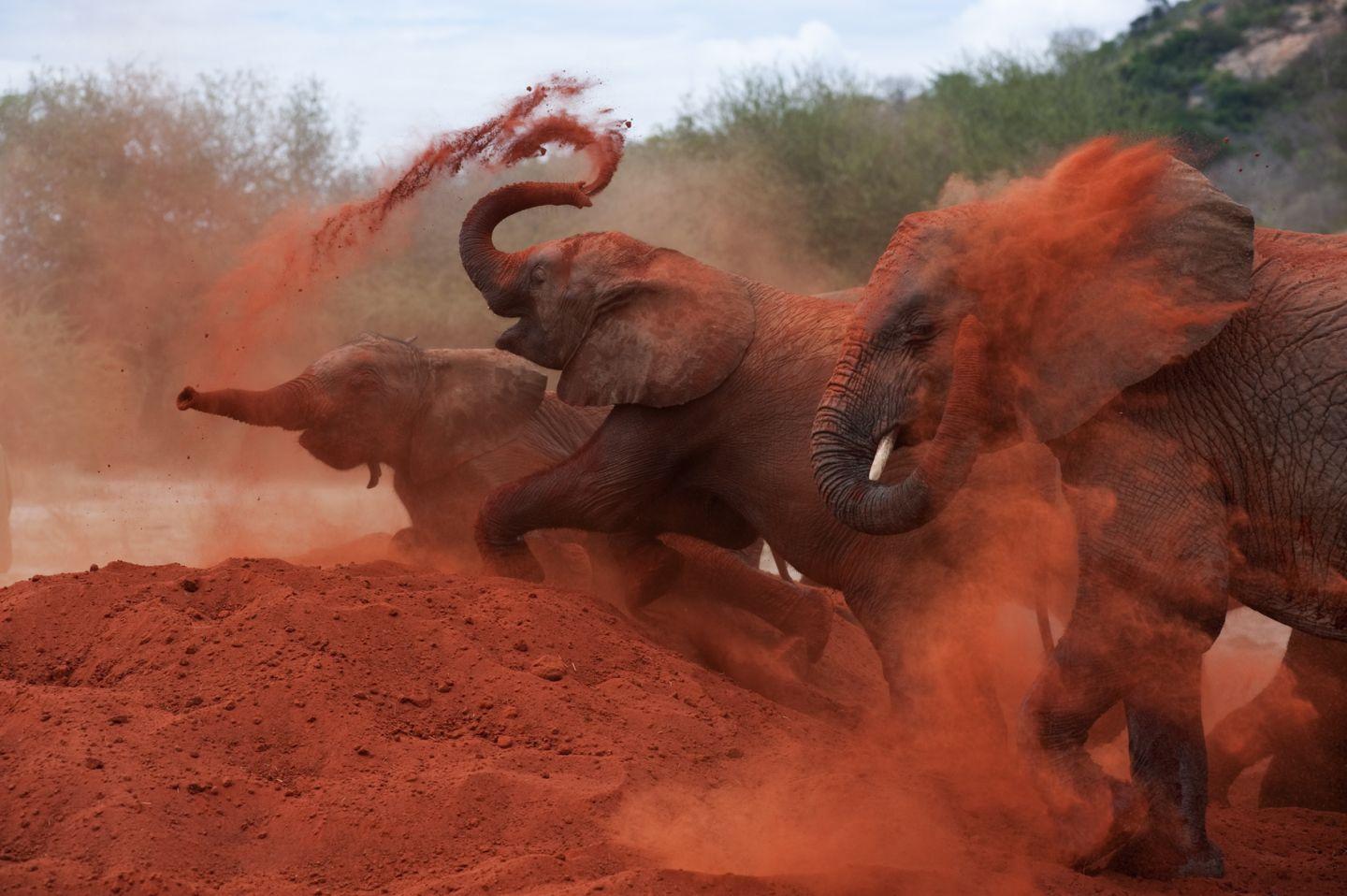Tsavo 1