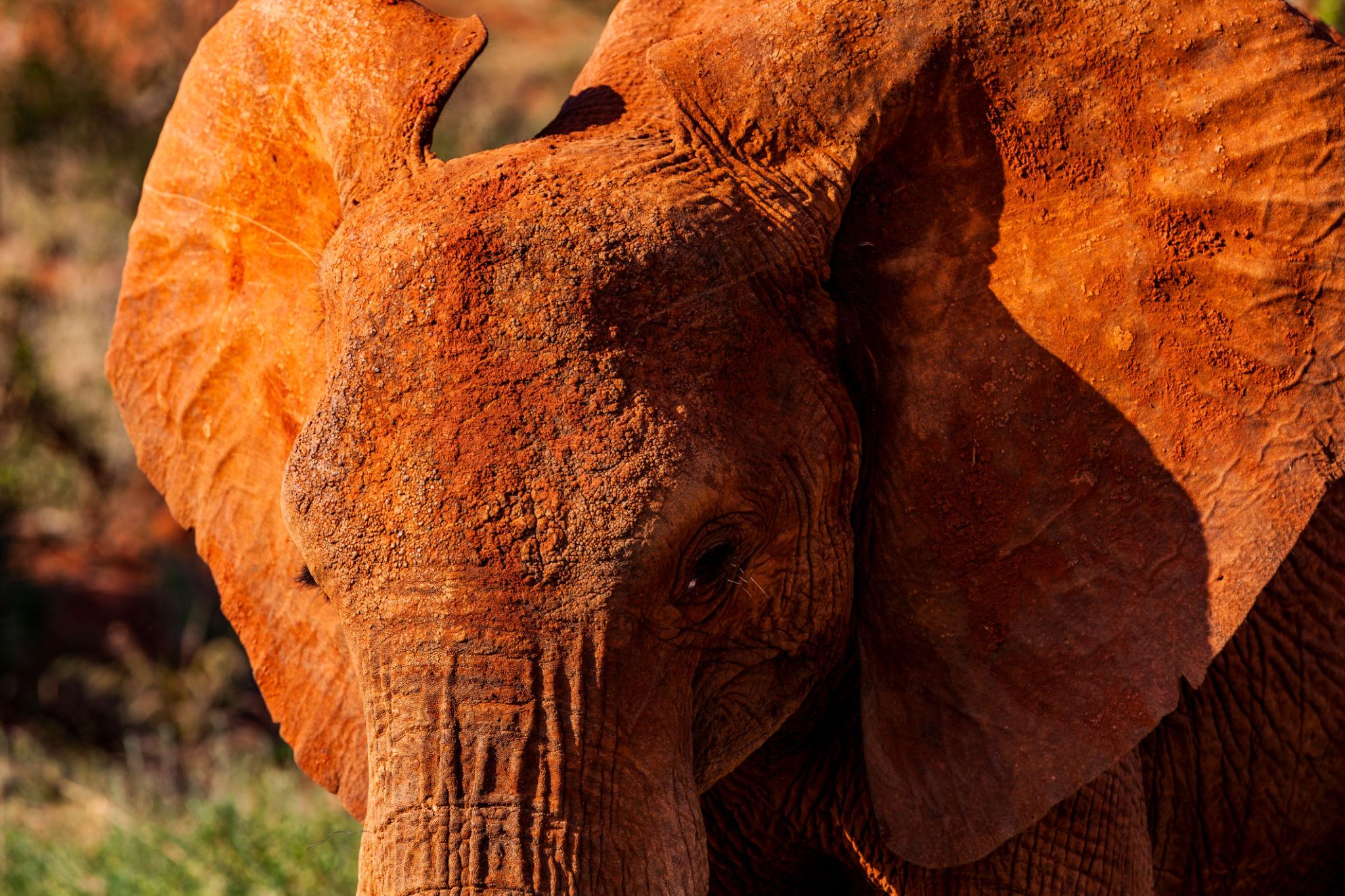 Tsavo 3