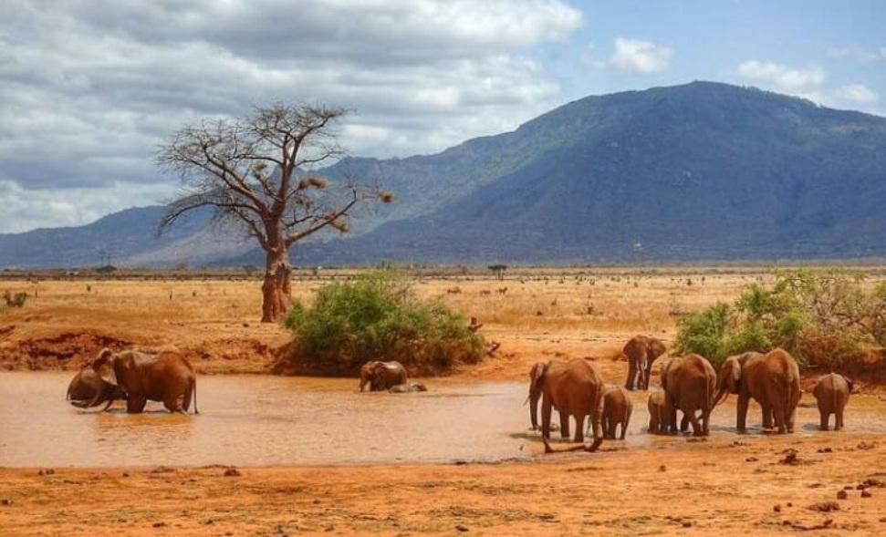 Tsavo 4