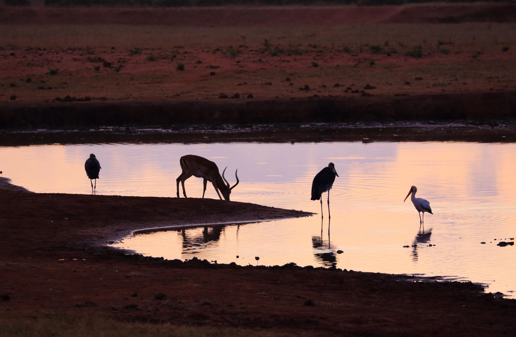 Tsavo 5