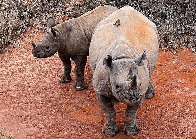 Tsavo West