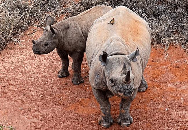 Tsavo W