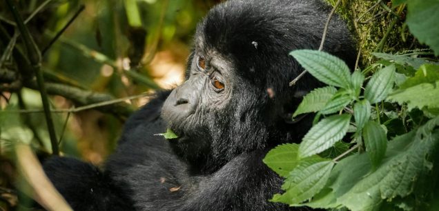 Uganda