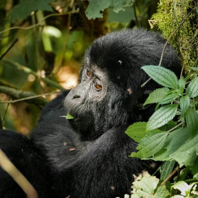 Uganda