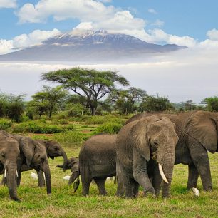 Group Joining Safaris