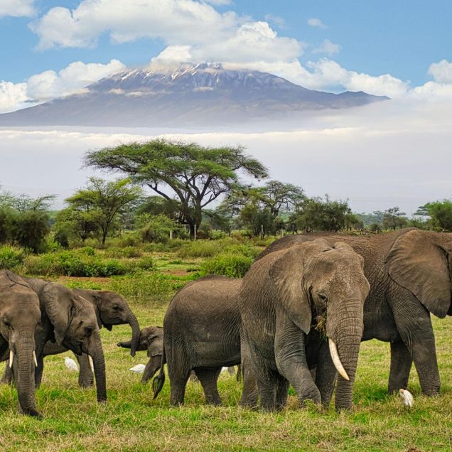 Group Joining Safaris