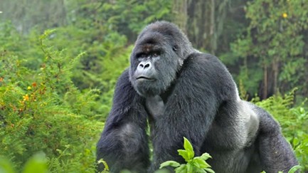 4 Days 3Nights Uganda Gorilla Trekking Safari